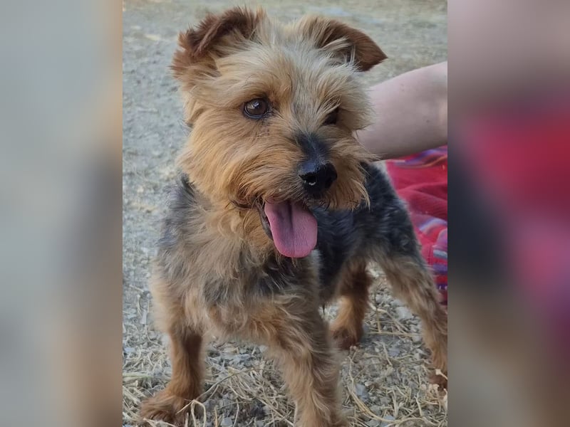 Kuki & Tobi - zwei kleine Yorkies suchen gemeinsam ihr Für-immer-Zuhause