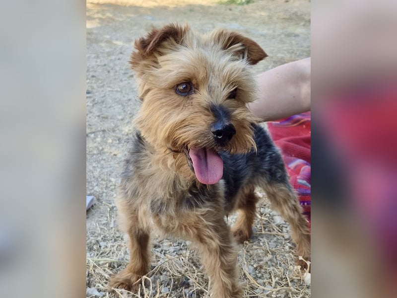 Kuki & Tobi - zwei kleine Yorkies suchen gemeinsam ihr Für-immer-Zuhause