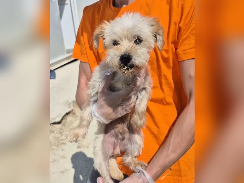 Kuki & Tobi - zwei kleine Yorkies suchen gemeinsam ihr Für-immer-Zuhause