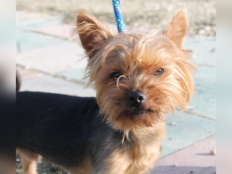 Duque, sucht ein neues Körbchen