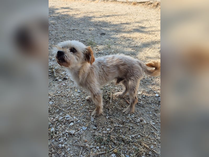 Kuki & Tobi - zwei kleine Yorkies suchen gemeinsam ihr Für-immer-Zuhause