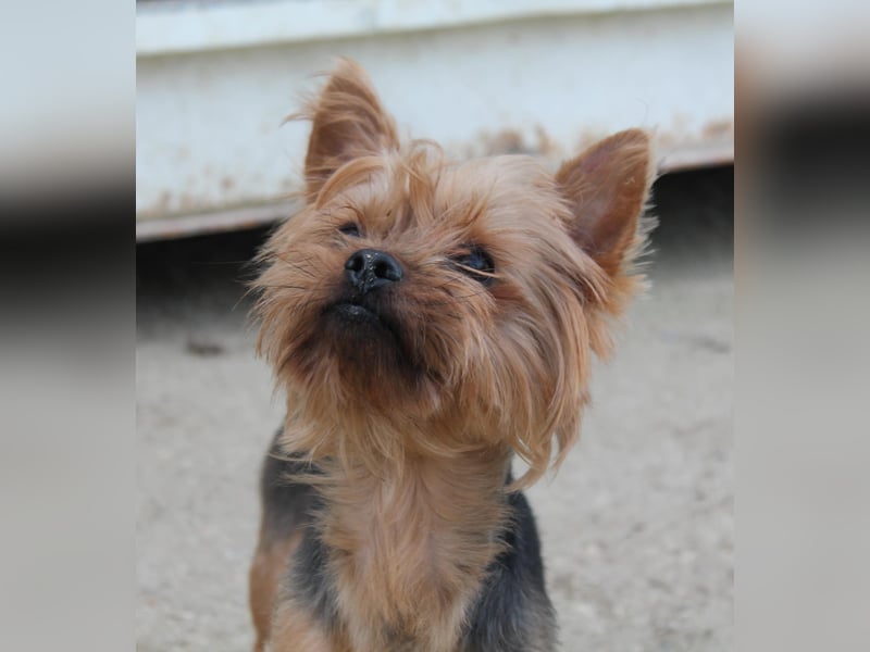 Duque, sucht ein neues Körbchen