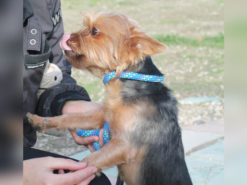 Duque, sucht ein neues Körbchen