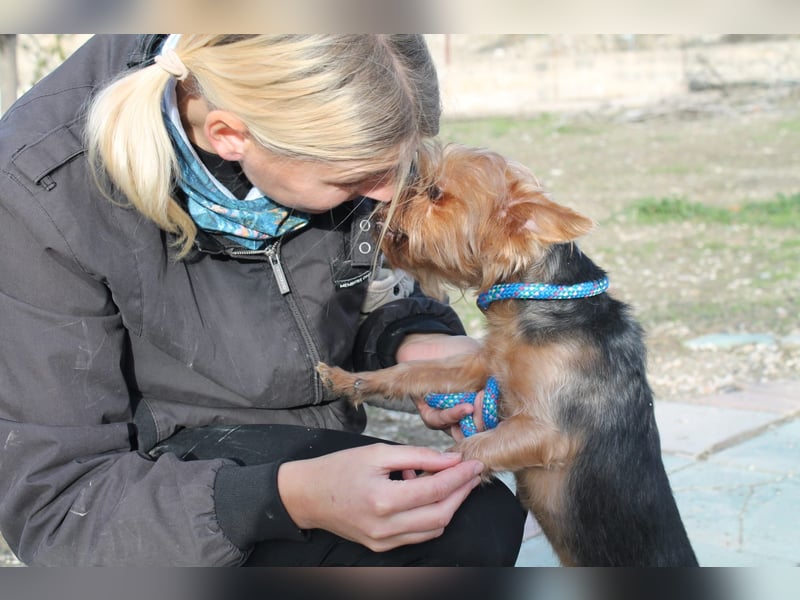 Duque, sucht ein neues Körbchen