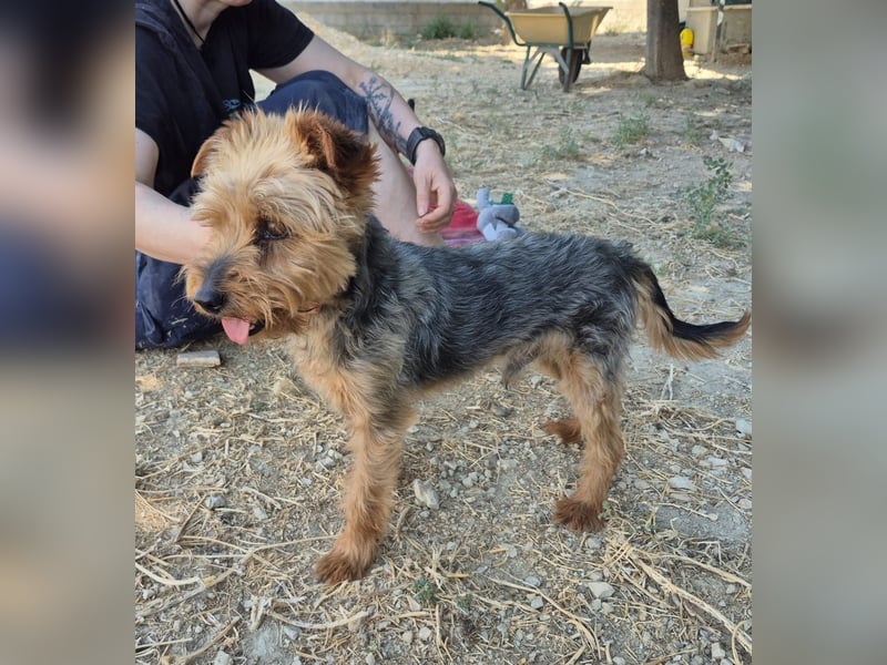 Kuki & Tobi - zwei kleine Yorkies suchen gemeinsam ihr Für-immer-Zuhause