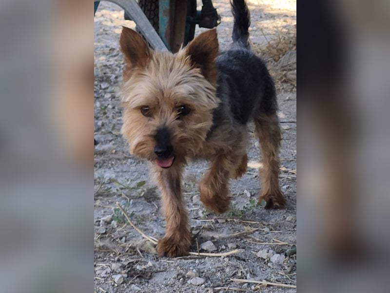 Kuki & Tobi - zwei kleine Yorkies suchen gemeinsam ihr Für-immer-Zuhause