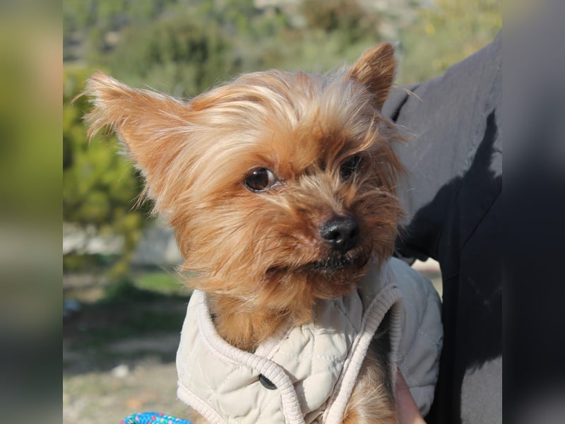 Duque, sucht ein neues Körbchen