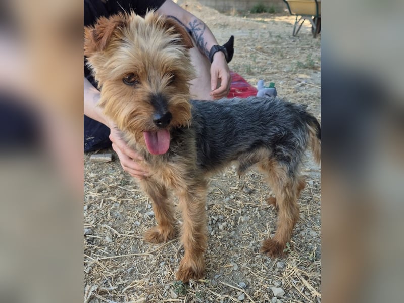Kuki & Tobi - zwei kleine Yorkies suchen gemeinsam ihr Für-immer-Zuhause