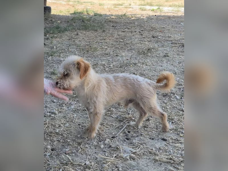 Kuki & Tobi - zwei kleine Yorkies suchen gemeinsam ihr Für-immer-Zuhause