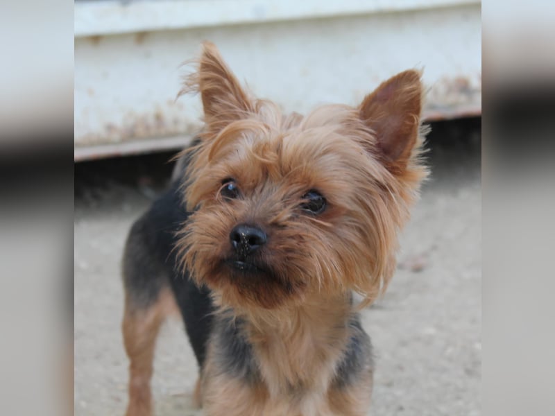 Duque, sucht ein neues Körbchen