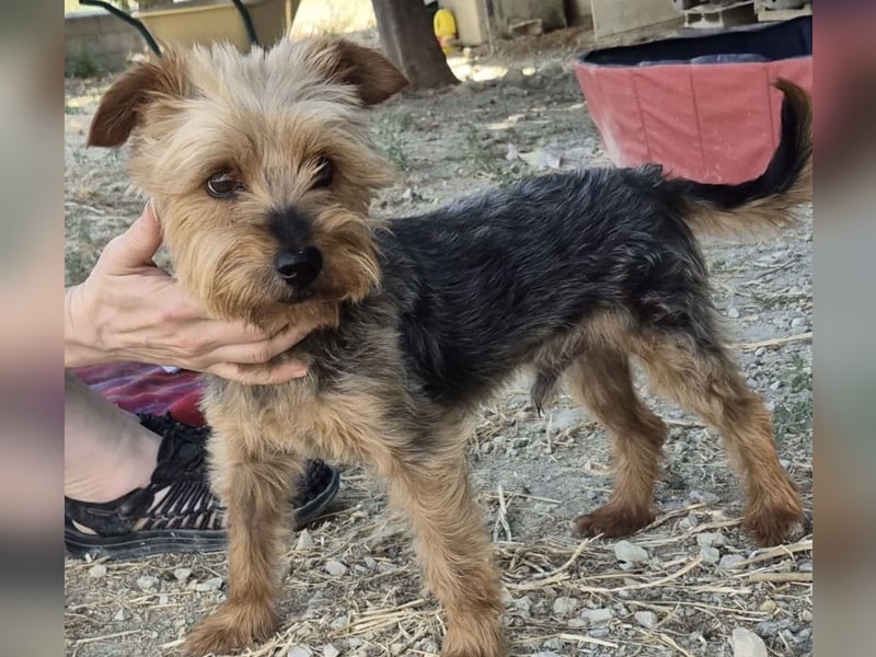 Kuki & Tobi - zwei kleine Yorkies suchen gemeinsam ihr Für-immer-Zuhause