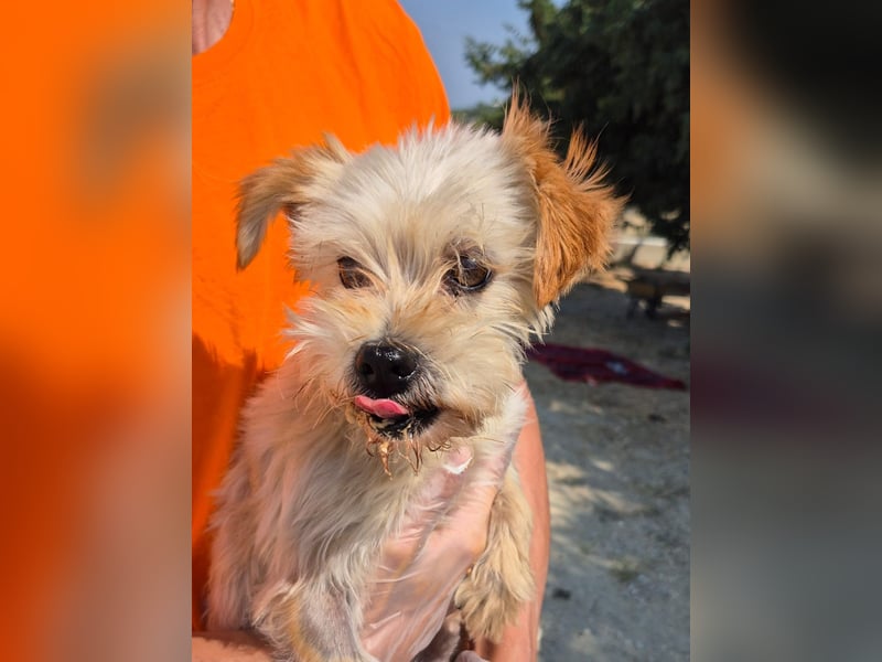 Kuki & Tobi - zwei kleine Yorkies suchen gemeinsam ihr Für-immer-Zuhause