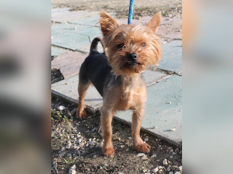 Duque, sucht ein neues Körbchen