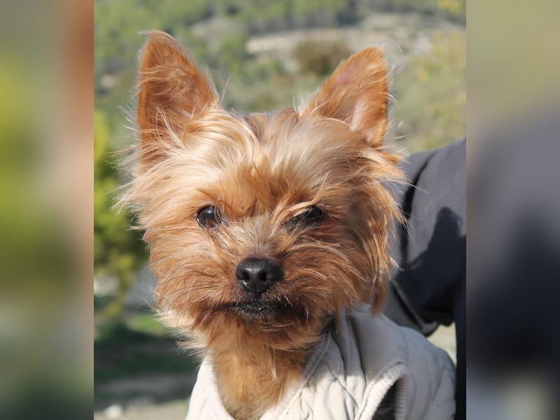 Duque, sucht ein neues Körbchen