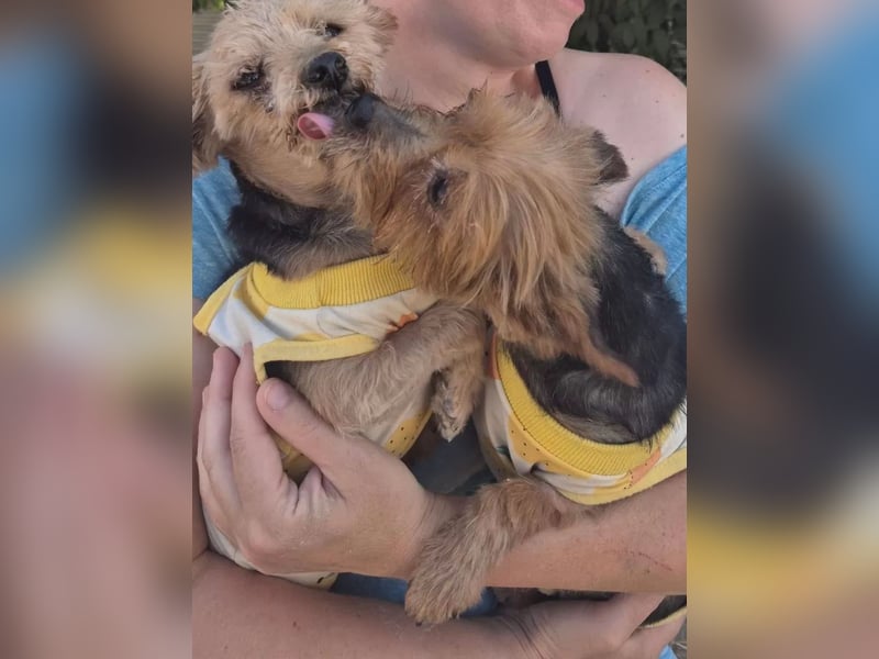 Sofi & Africa - unzertrennliches Mutter-Tochter-Duo sucht gemeinsam sein Für-immer-Zuhause