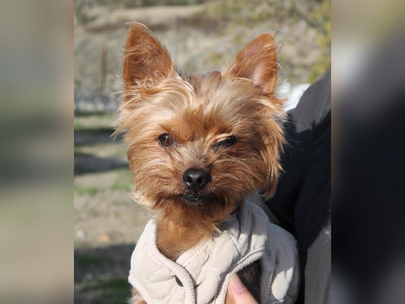 Duque, sucht ein neues Körbchen