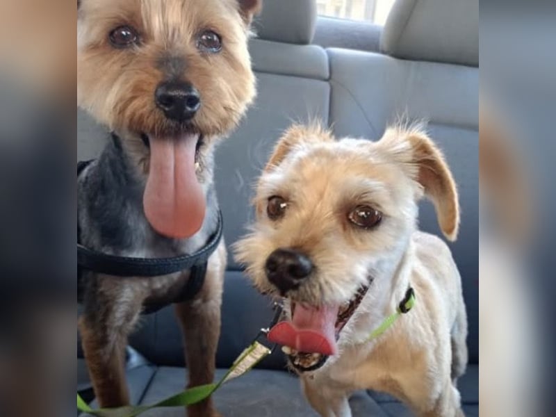 Kuki & Tobi - zwei kleine Yorkies suchen gemeinsam ihr Für-immer-Zuhause