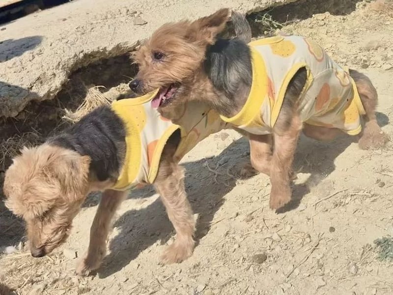 Sofi & Africa - unzertrennliches Mutter-Tochter-Duo sucht gemeinsam sein Für-immer-Zuhause