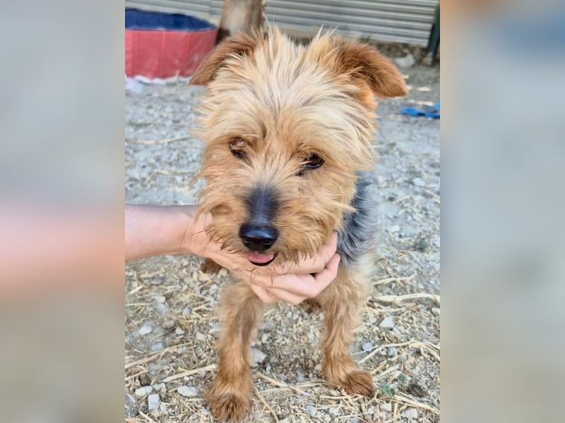 Kuki & Tobi - zwei kleine Yorkies suchen gemeinsam ihr Für-immer-Zuhause