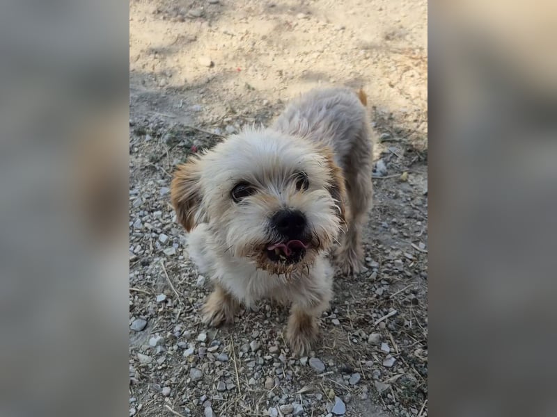 Kuki & Tobi - zwei kleine Yorkies suchen gemeinsam ihr Für-immer-Zuhause