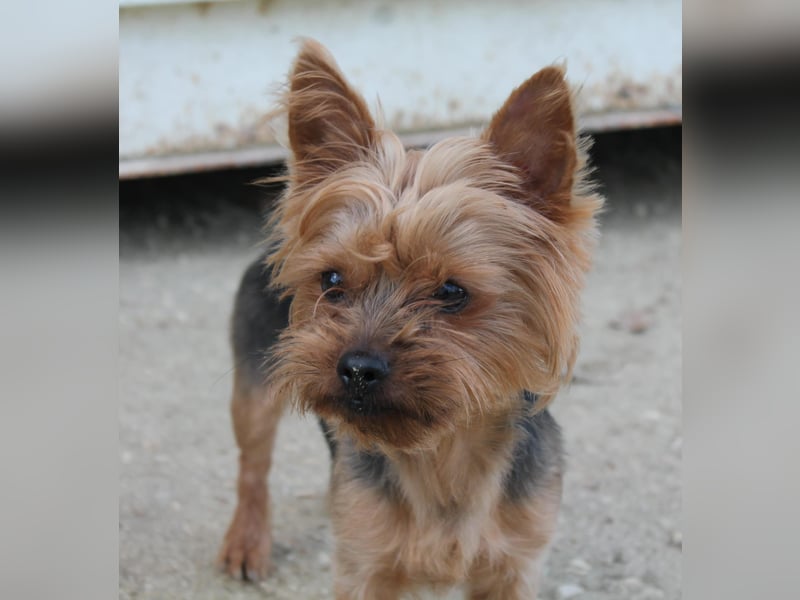 Duque, sucht ein neues Körbchen