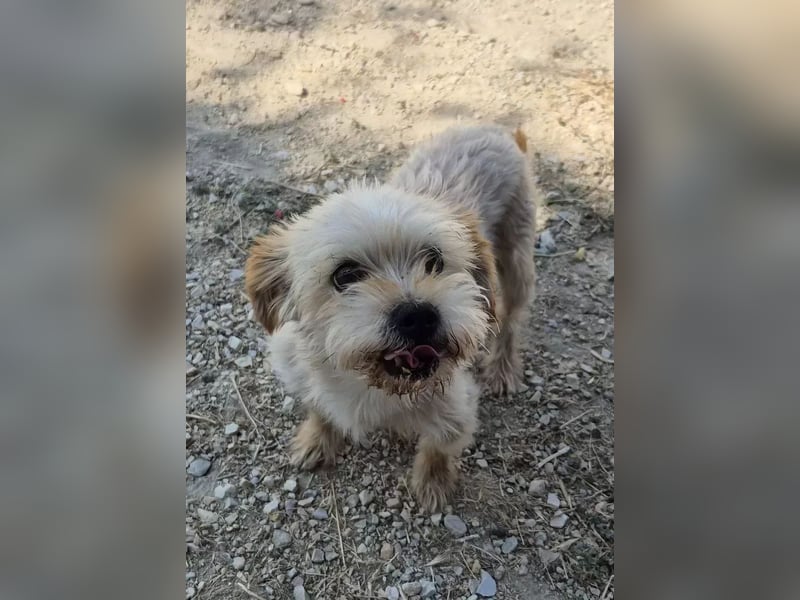 Kuki & Tobi - zwei kleine Yorkies suchen gemeinsam ihr Für-immer-Zuhause
