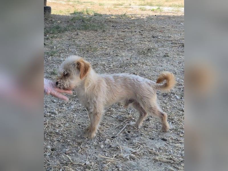 Kuki & Tobi - zwei kleine Yorkies suchen gemeinsam ihr Für-immer-Zuhause
