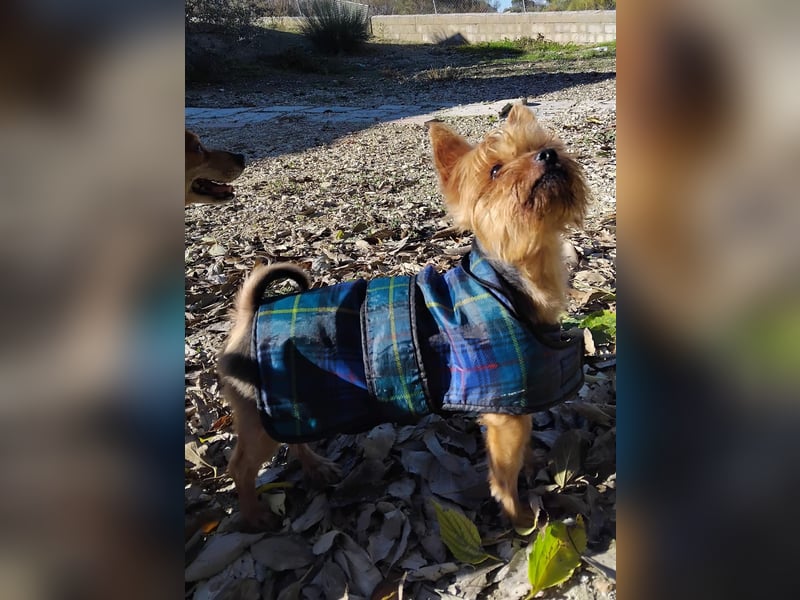 Duque, sucht ein neues Körbchen