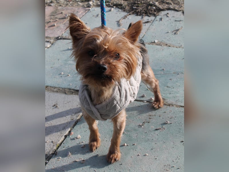 Duque, sucht ein neues Körbchen