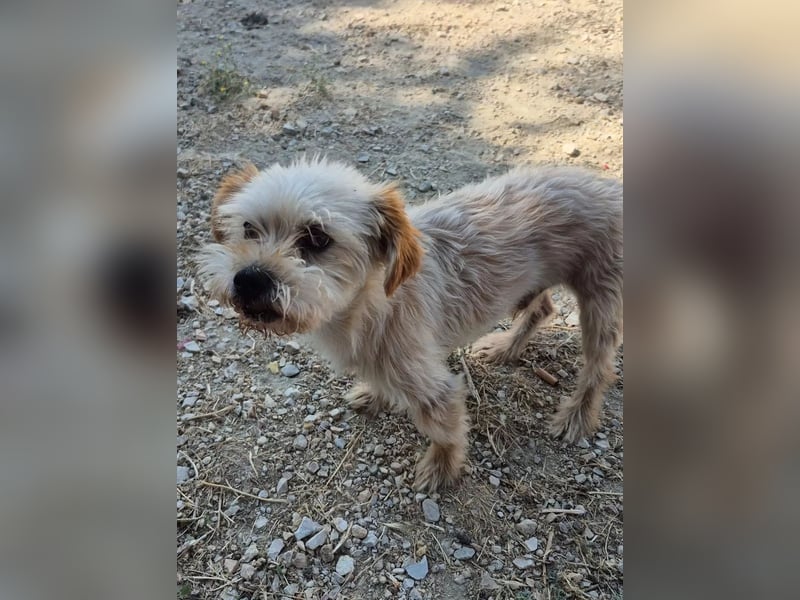 Kuki & Tobi - zwei kleine Yorkies suchen gemeinsam ihr Für-immer-Zuhause
