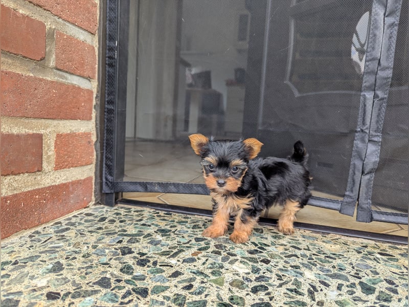 Yorkshire Terrier Welpen