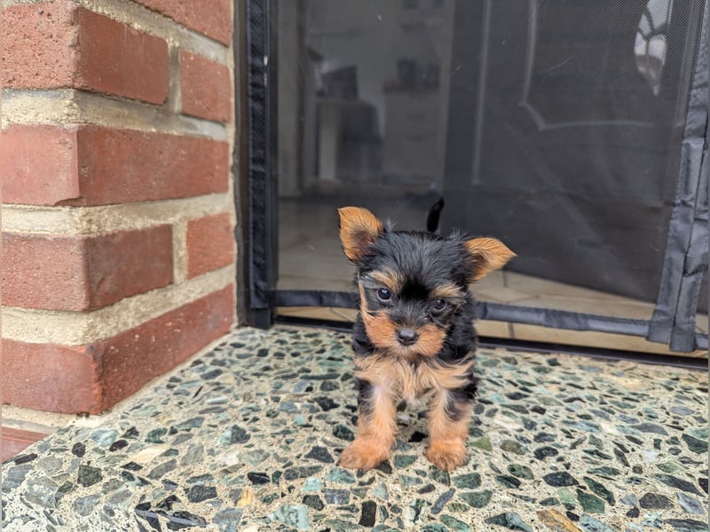 Yorkshire Terrier Welpen