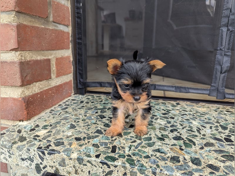 Yorkshire Terrier Welpen
