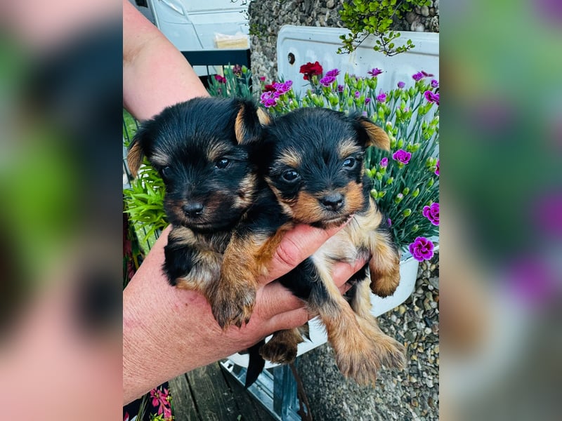 Yorkshire Terrier Welpen