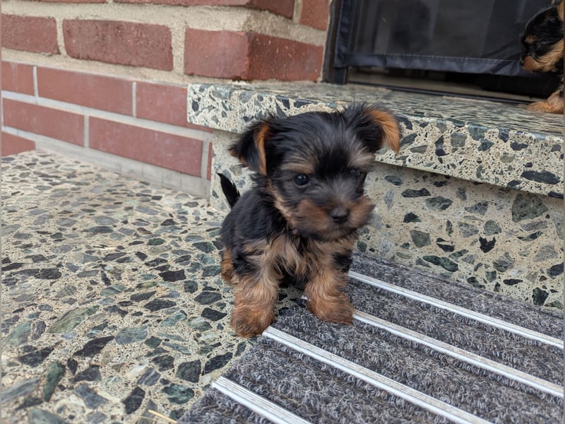 Yorkshire Terrier Welpen