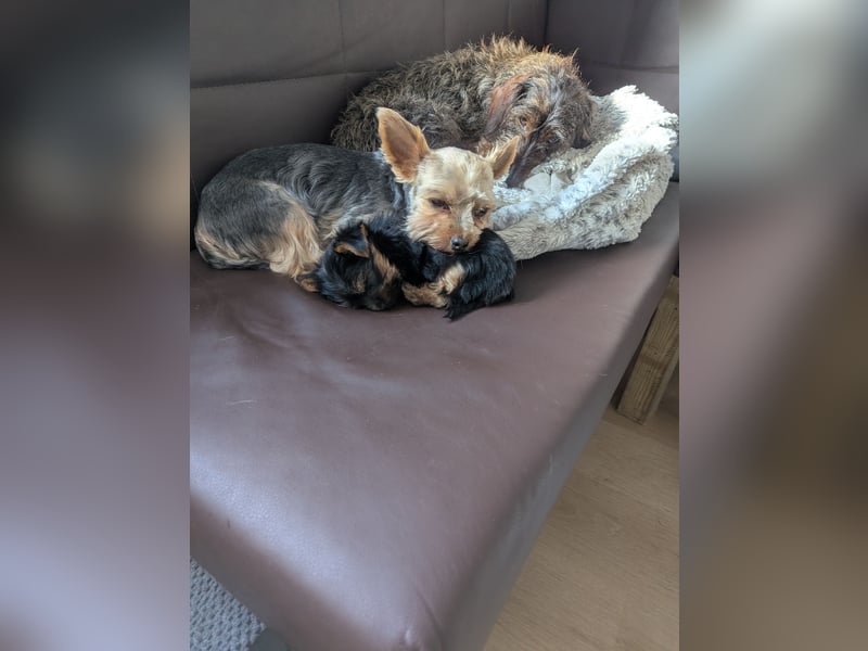 Yorkshire Terrier Welpen