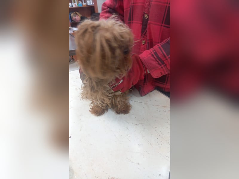 Momo-PP, kleiner Yorkie sucht Zuhause