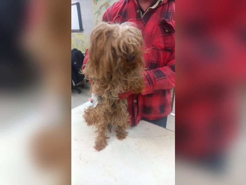 Momo-PP, kleiner Yorkie sucht Zuhause