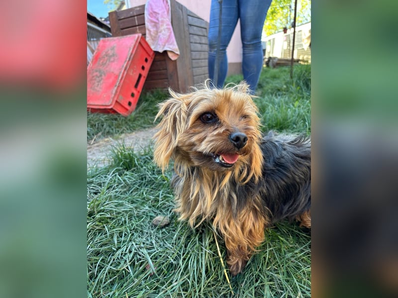 Marci. lieber kleiner Yorkshire Terrier Rüde geb. 10/2019