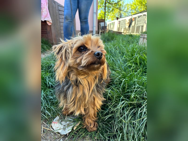 Marci. lieber kleiner Yorkshire Terrier Rüde geb. 10/2019