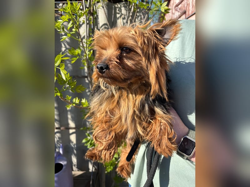 Marci. lieber kleiner Yorkshire Terrier Rüde geb. 10/2019