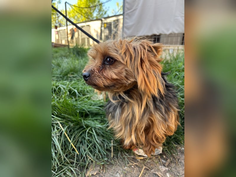 Marci. lieber kleiner Yorkshire Terrier Rüde geb. 10/2019