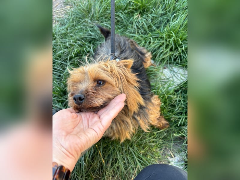 Marci. lieber kleiner Yorkshire Terrier Rüde geb. 10/2019