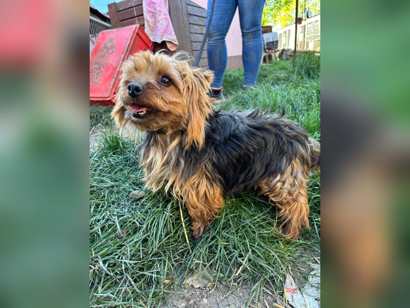 Marci. lieber kleiner Yorkshire Terrier Rüde geb. 10/2019