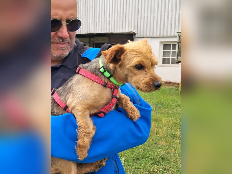 Babsi. liebe Yorkshire Terrier Hündin geb. 01/2022