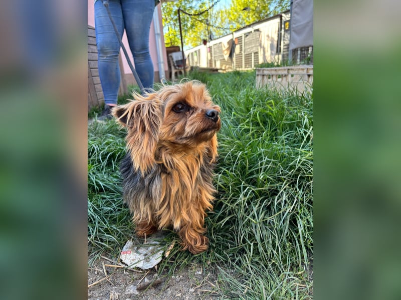 Marci. lieber kleiner Yorkshire Terrier Rüde geb. 10/2019