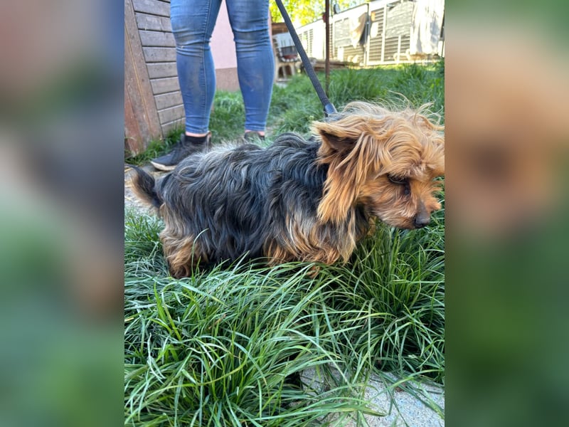 Marci. lieber kleiner Yorkshire Terrier Rüde geb. 10/2019