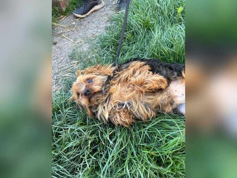 Marci. lieber kleiner Yorkshire Terrier Rüde geb. 10/2019