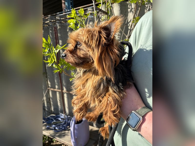 Marci. lieber kleiner Yorkshire Terrier Rüde geb. 10/2019
