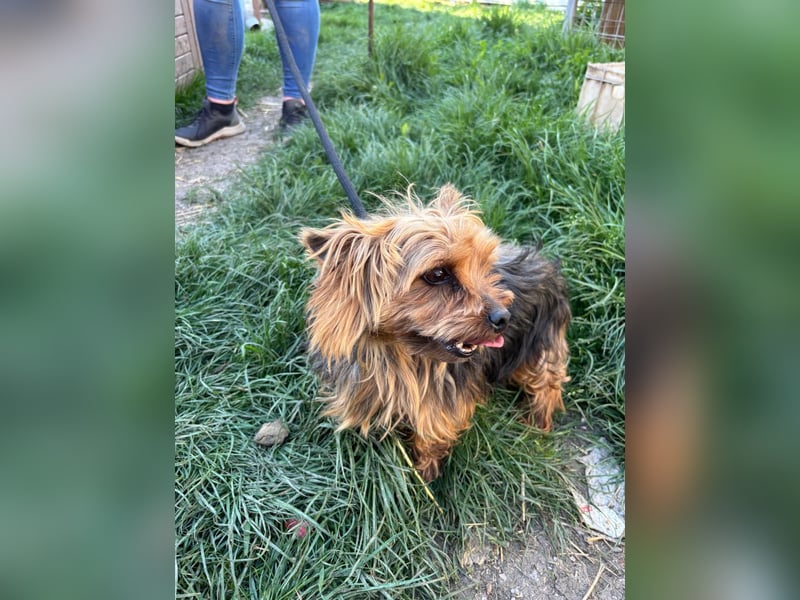 Marci. lieber kleiner Yorkshire Terrier Rüde geb. 10/2019